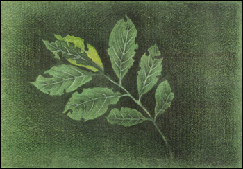 Leaves